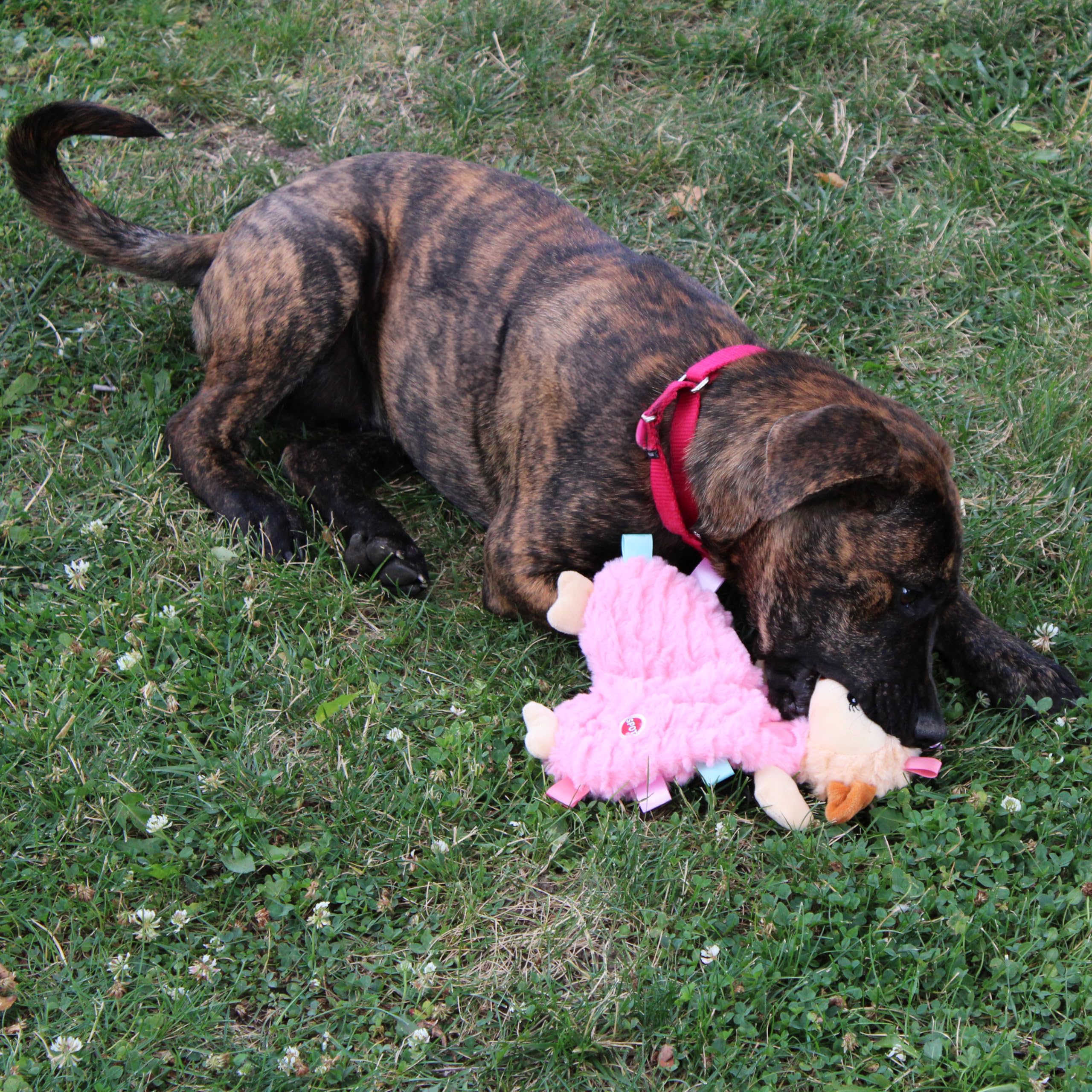 SPOT Soothers Tabbie Lambie, ideal como regalo para perros y cachorros.