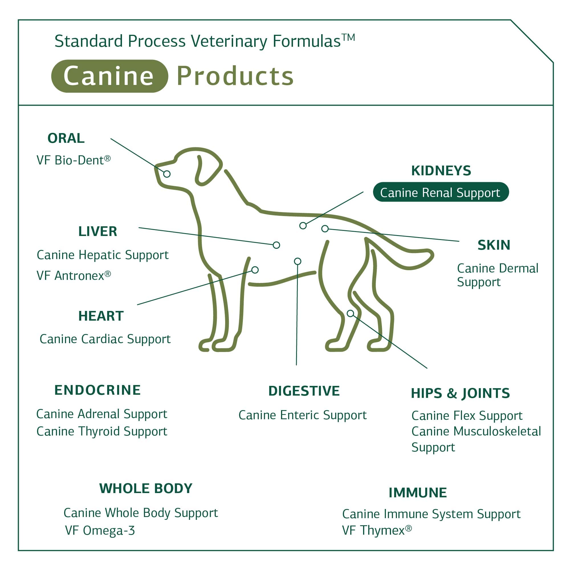 Standard Process Canine Renal Support, composición natural de ingredientes enteros para perros.