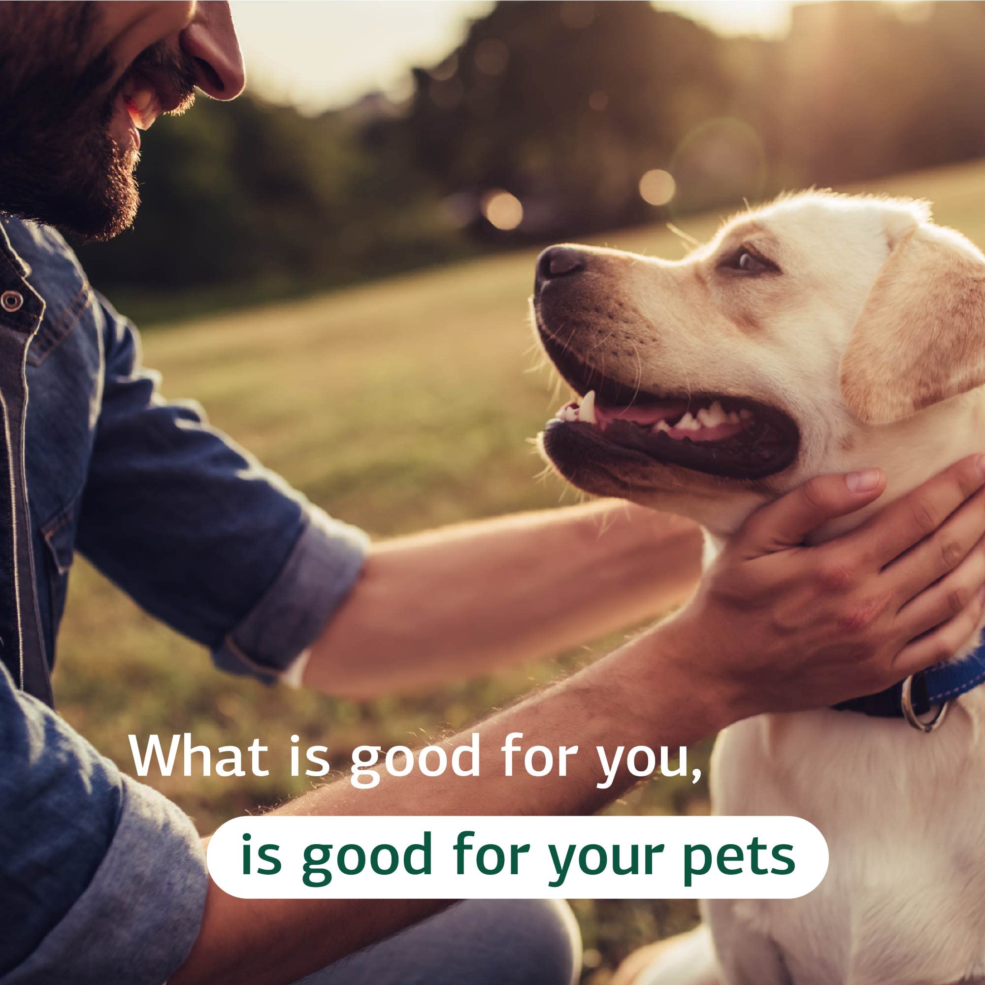 Standard Process Canine Renal Support, uso diario para complementar la dieta canina.