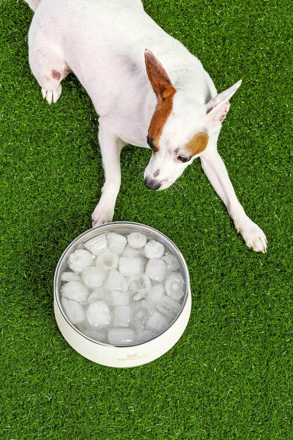 Stanley Pet Bowl diseño para mascotas de todos los tamaños