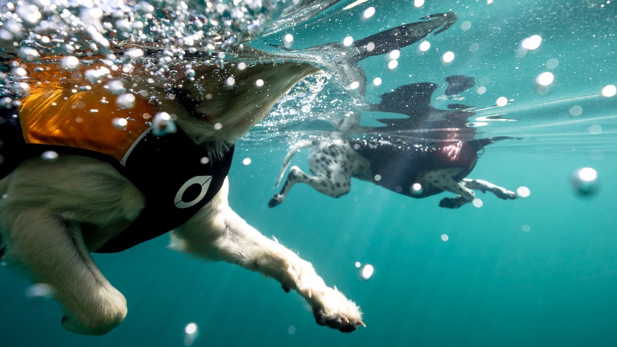 Stunt Puppy Float: flotabilidad superior para seguridad durante el baño