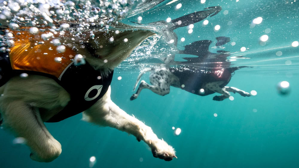 Stunt Puppy Float: flotabilidad superior para seguridad durante el baño