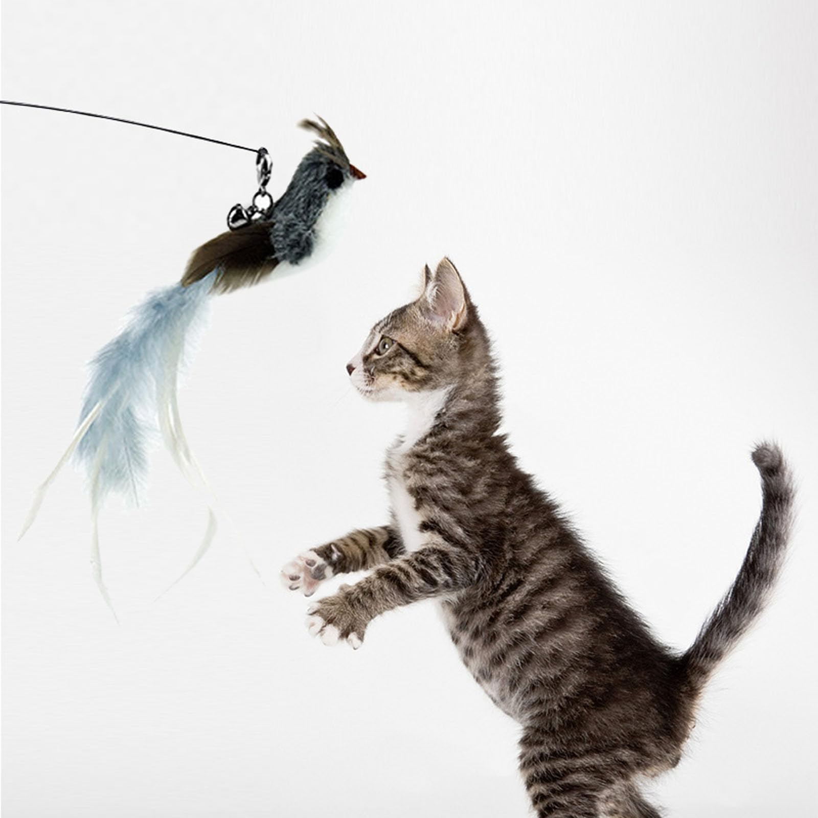 SUBANG: regalo ideal para gatos de todas las edades