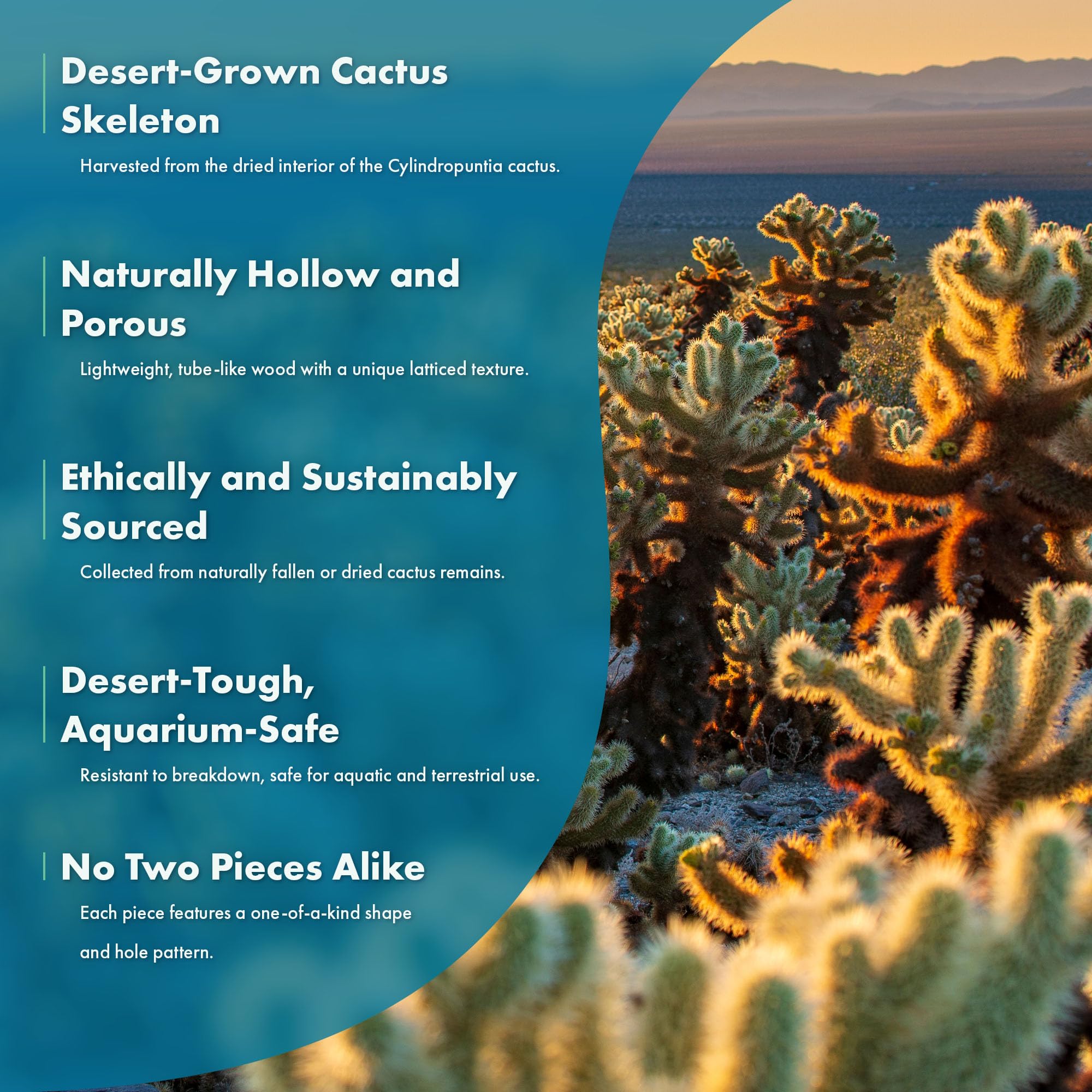 Decoración natural SubstrateSource cholla para acuario