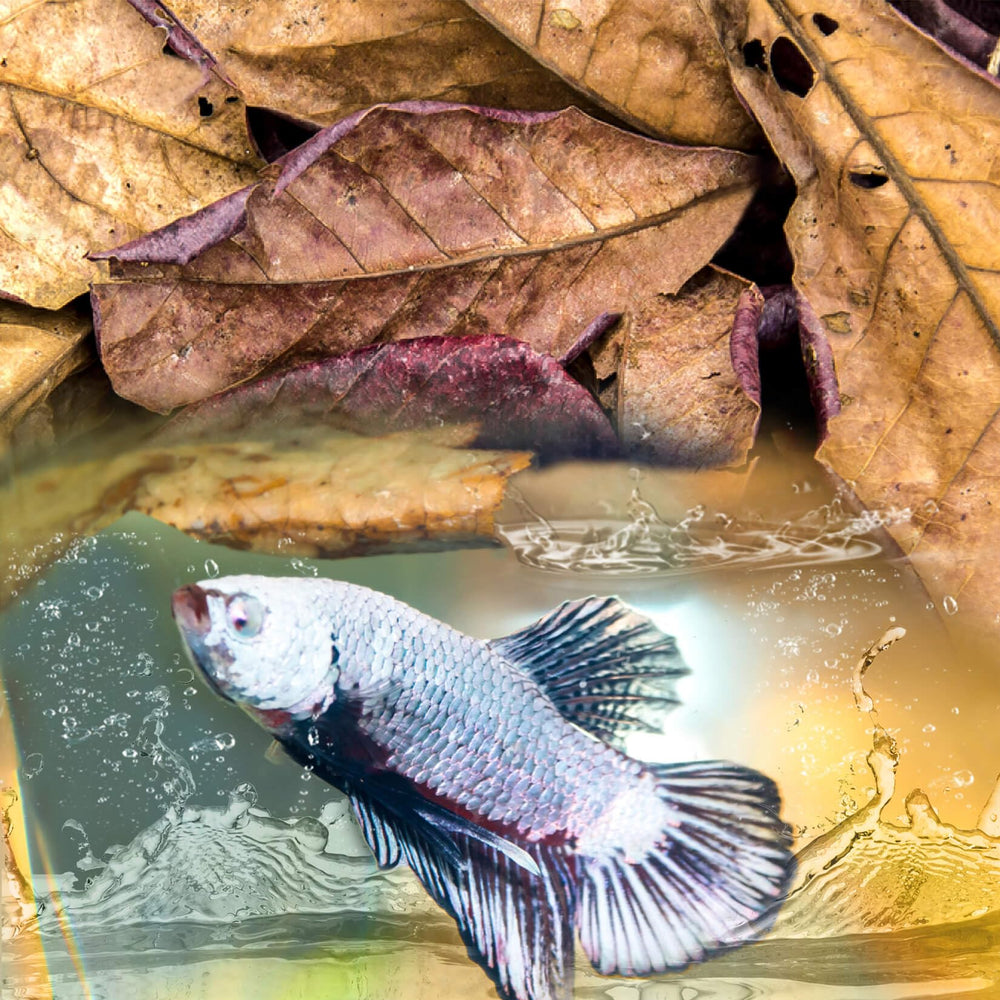 Hojas de Sukh en acuario Betta aportando coloración natural suave.