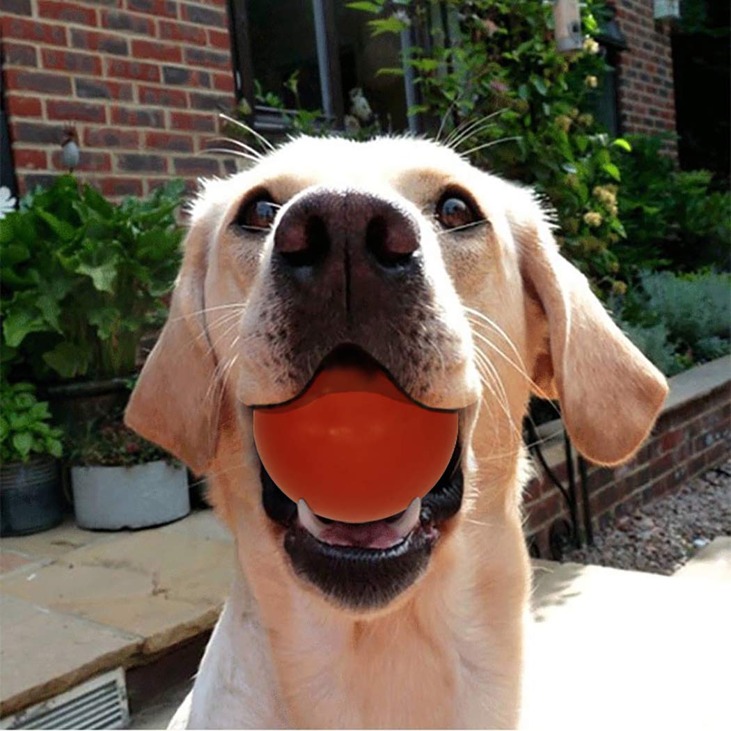 Perro jugando con Sunglow bola, perfecto para entrenamiento.