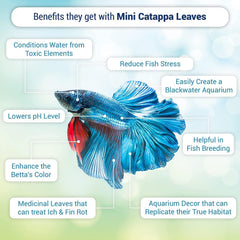 SunGrow betta en acuario tranquilo con hojas Catappa para ambiente sereno