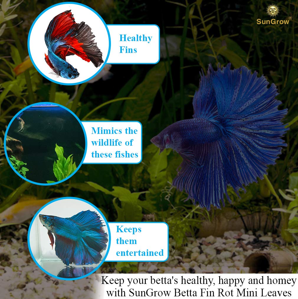 SunGrow betta descansando bajo hojas Catappa para descanso suave