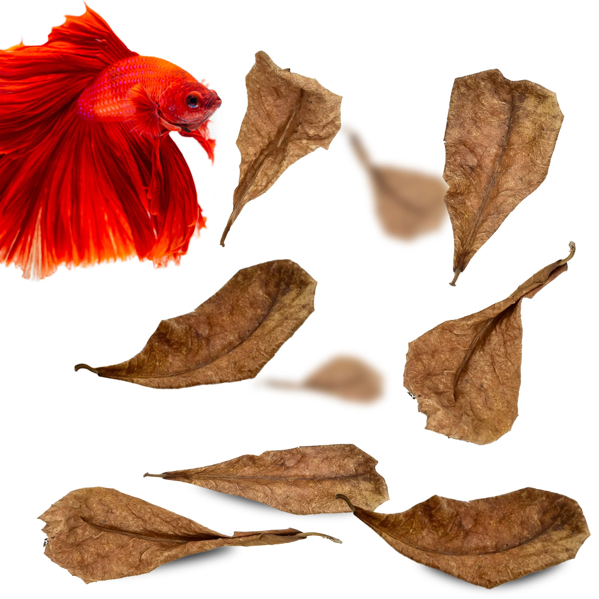 SunGrow betta en tanque con hojas Catappa para un entorno natural