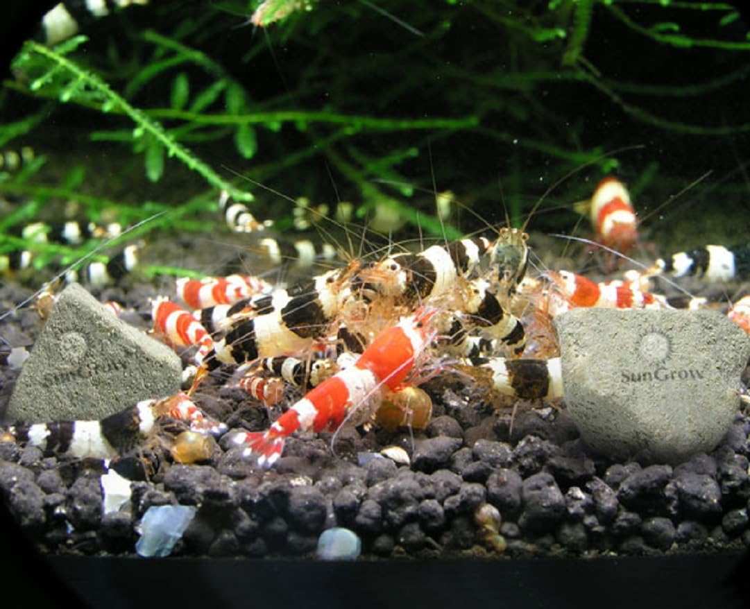 Camarones Crystal Red con rocas SunGrow que realzan el color natural.