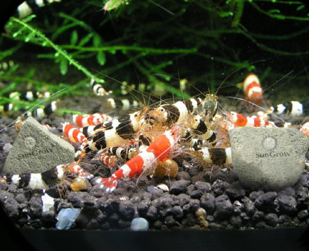 Camarones Crystal Red con rocas SunGrow que realzan el color natural.