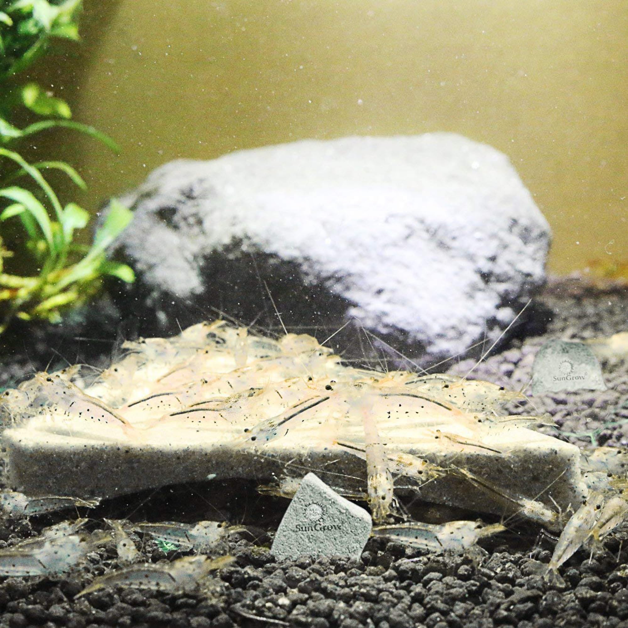 Camarones Ghost con rocas SunGrow en un acuario bien equipado.