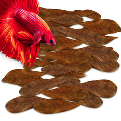SunGrow Catappa hojas para acuario favorecen nido de betta