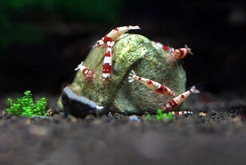Decoración de acuario SunGrow con rocas para crustáceos y ambiente natural.