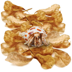 SunGrow hojas de almendra india de 2 pulgadas para humedad en el hábitat