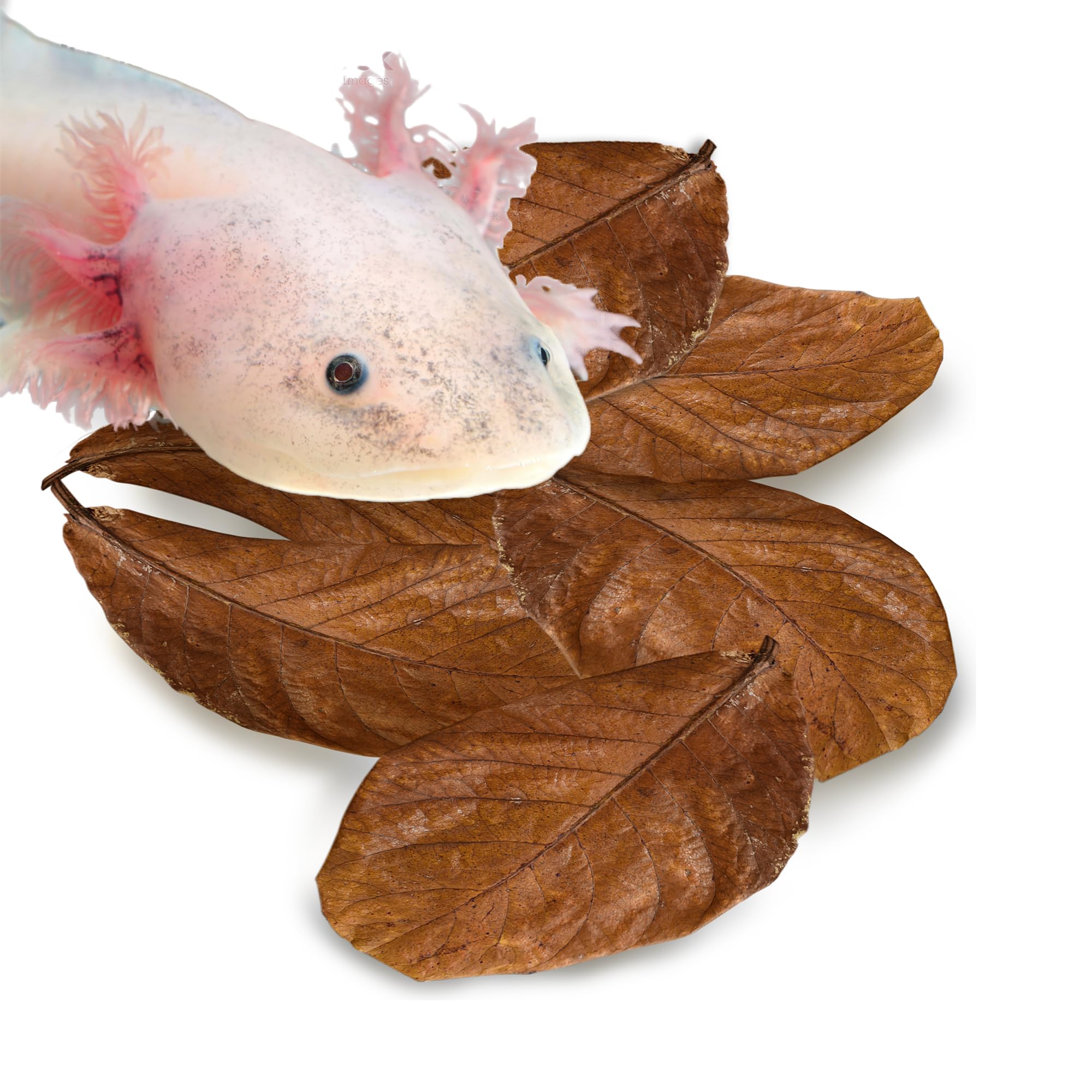 SunGrow Hojas de Almendra India para axolotl, refugio natural y agua más suave.