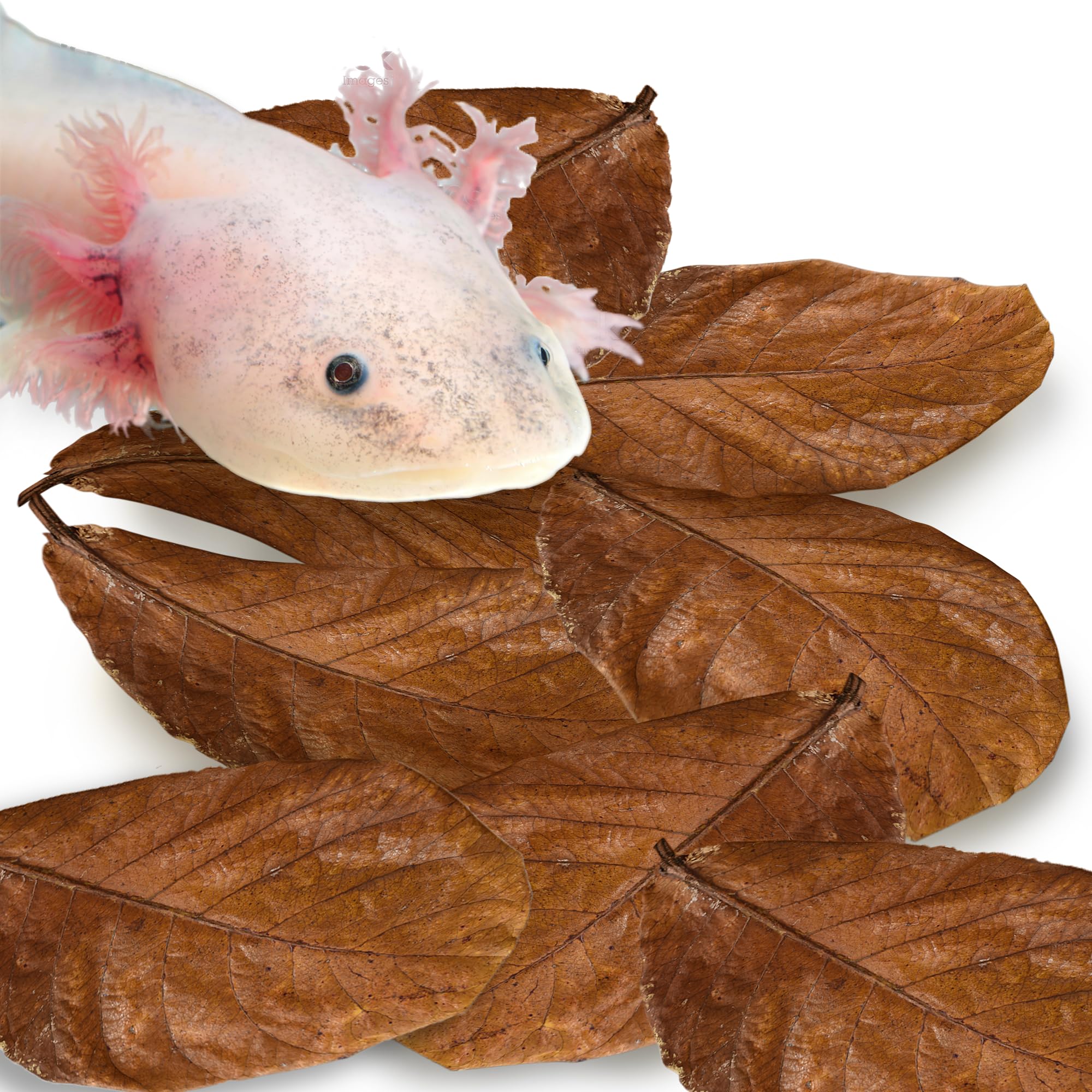 SunGrow hojas Catappa para axolotl, hoja de 8 pulgadas, refugio natural y mejora del agua