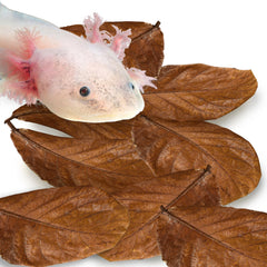 SunGrow hojas Catappa para axolotl, hoja de 8 pulgadas, refugio natural y mejora del agua