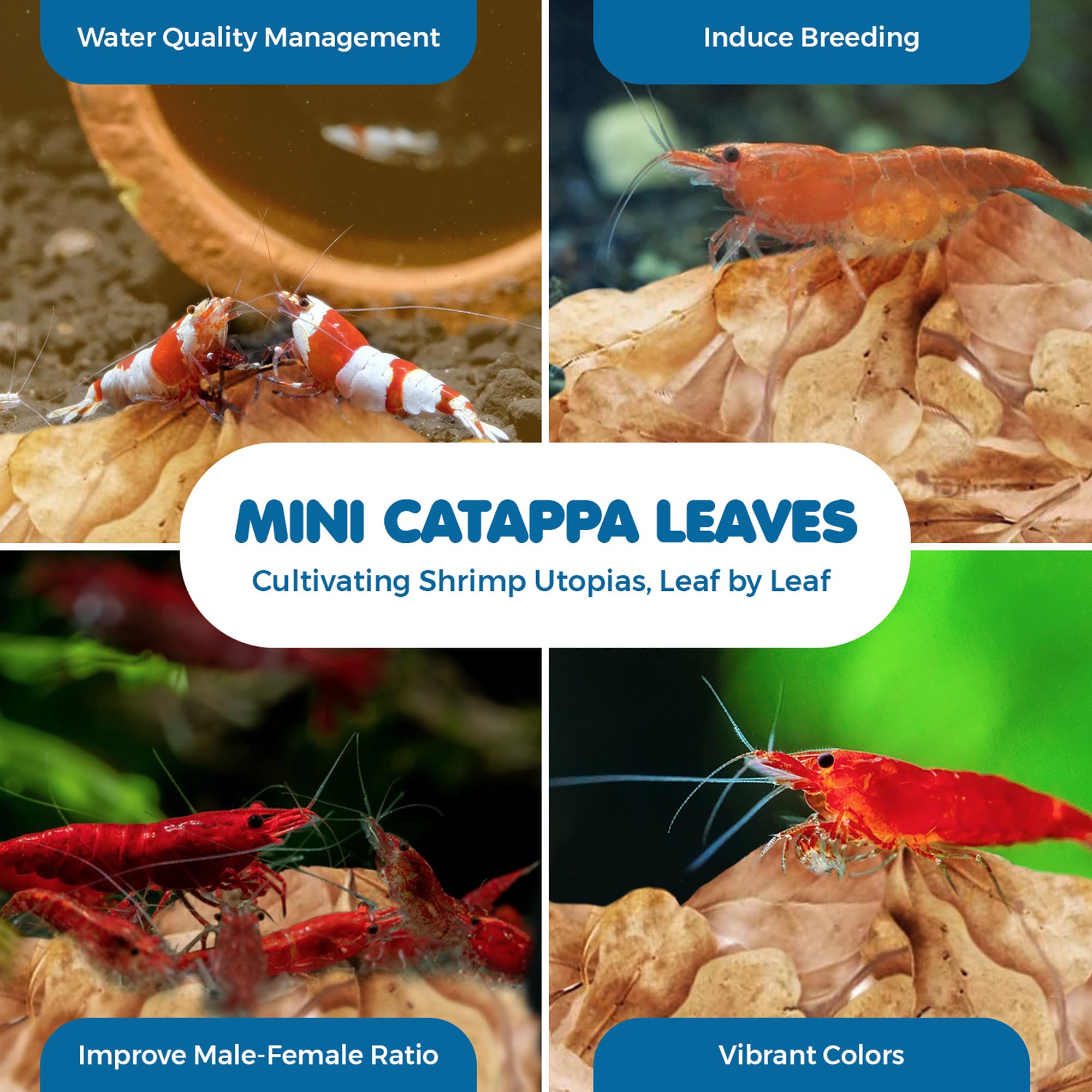 SunGrow hojas-catappa húmedas, fuente de alimento suave para camarones.