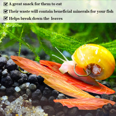 SunGrow hojas Catappa secas para caracoles y cangrejos, hábitat natural.