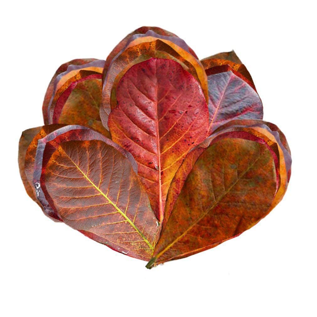 SunGrow hojas secas de almendra india para terrarios