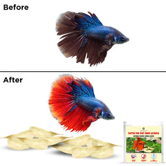 SunGrow paquete 50 hojas Catappa para acuario y bienestar