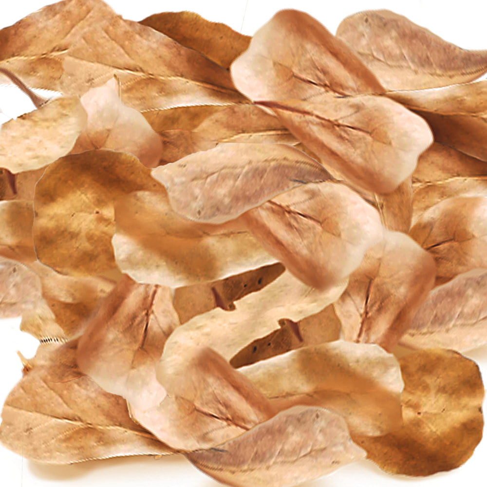 SunGrow hojas Catappa secas crean refugio seguro para tarántulas y aclimatación suave.