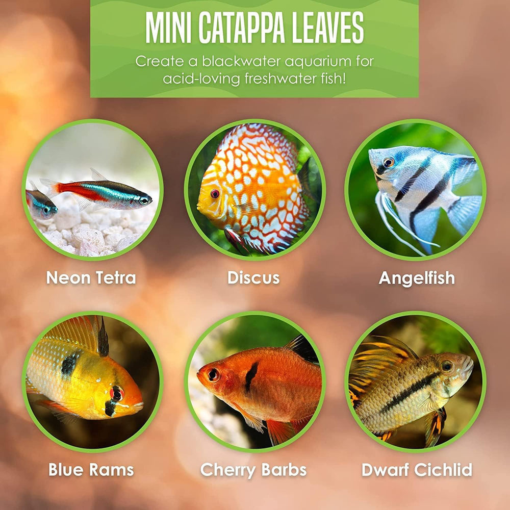 SunGrow Lote de hojas Catappa facilita mantenimiento gradual del agua