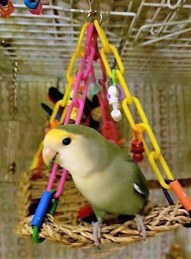 SB747 apto para todas las etapas de vida de aves pequeñas, de Super Bird Creations.