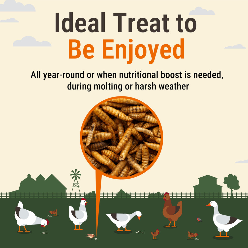 Supreme Grubs: beneficios inmunitarios de las larvas para el corral.