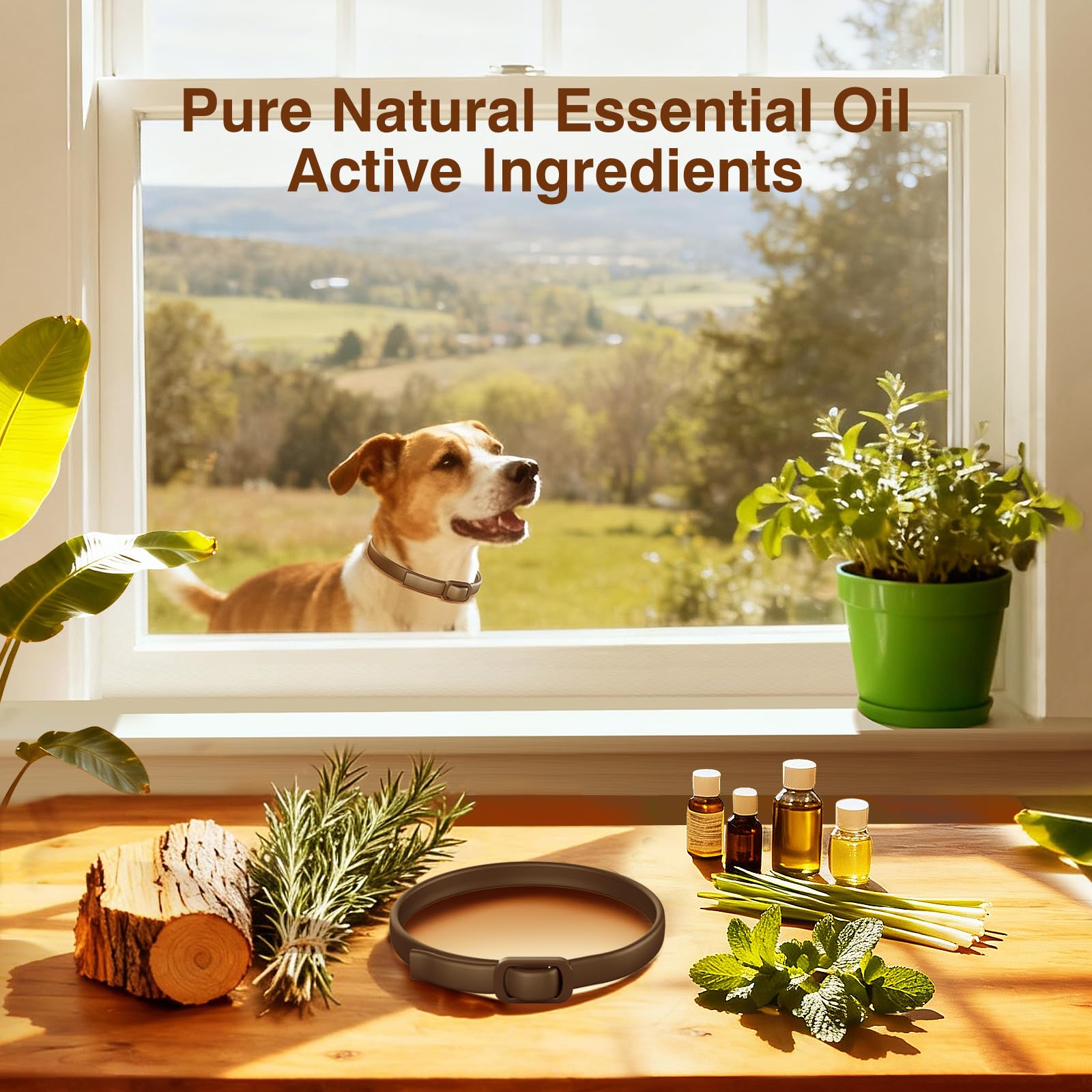 SweetEcho collar ingredientes naturales: aceites y aroma agradable.