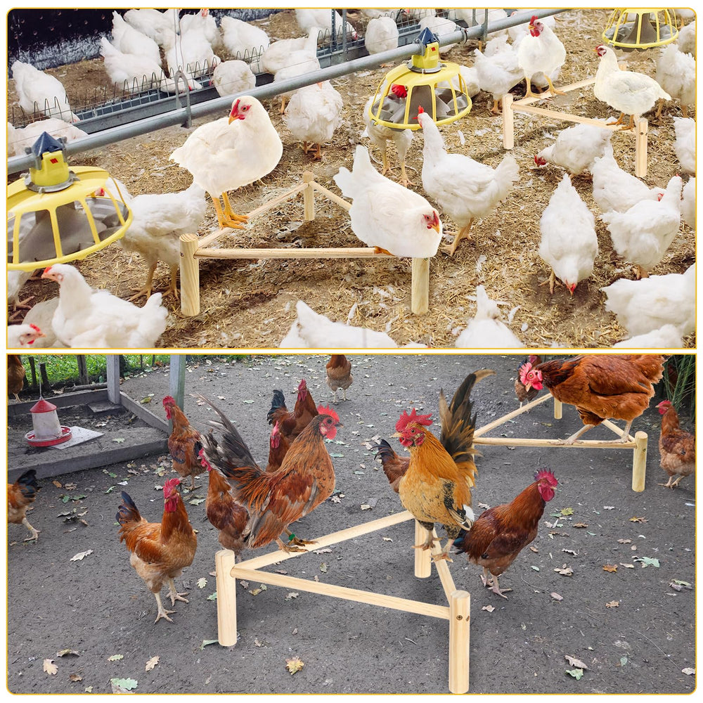 SYMDROMIA medida y uso práctico para aves que juegan y descansan