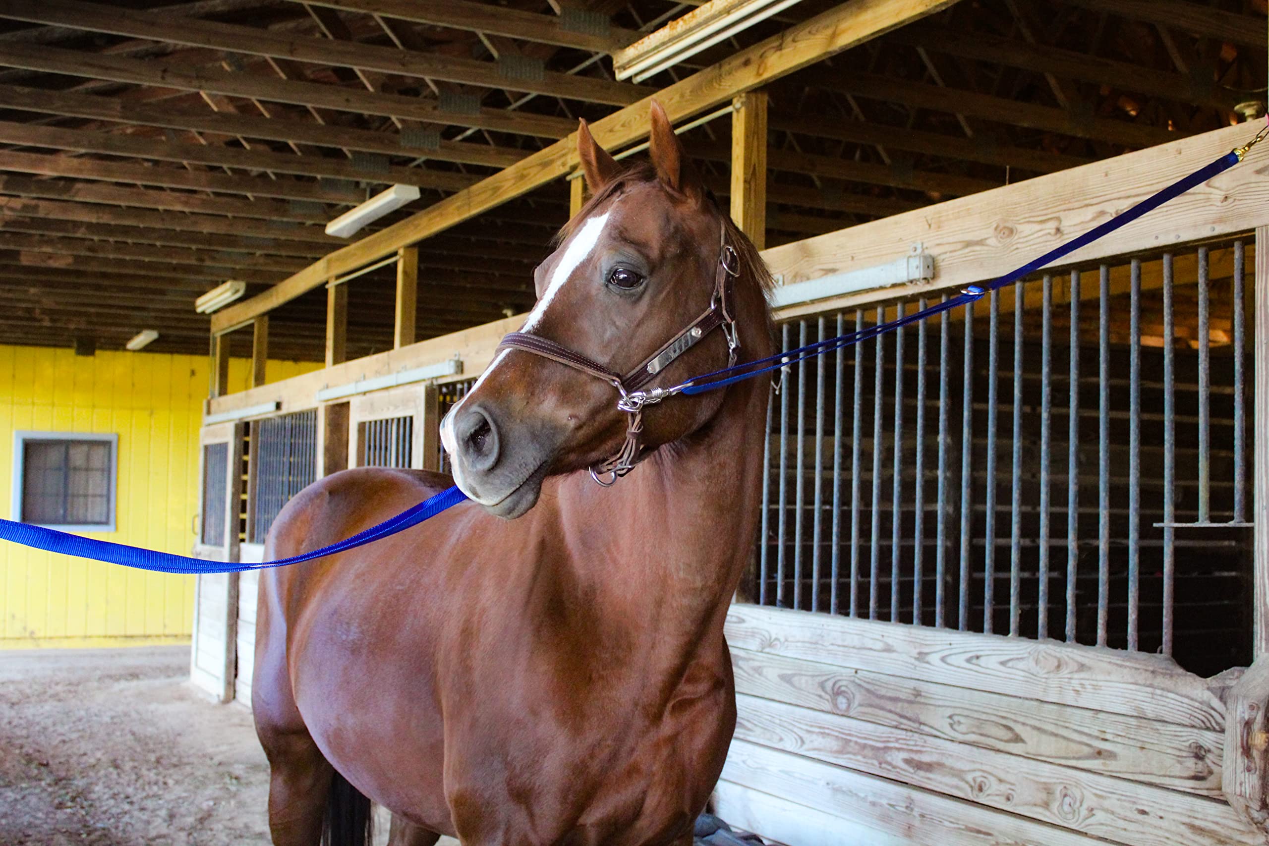 Tack Shack de Ocala: cintas cruzadas de nylon para uso diario en establo.