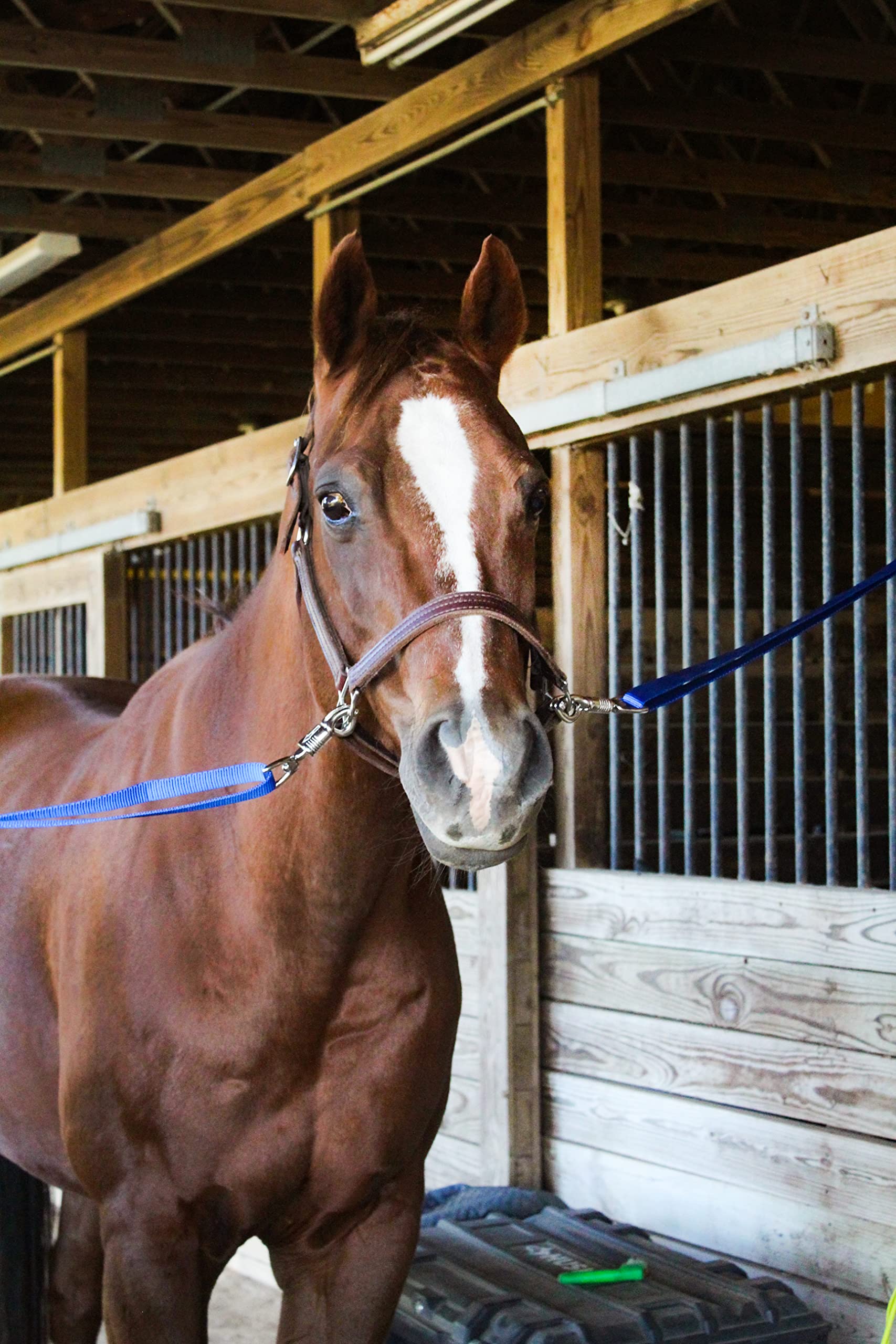 Tack Shack de Ocala: dos cintas de nylon granate para establo.