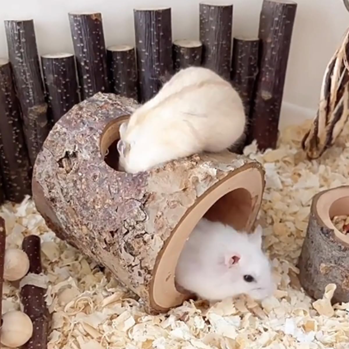 TANOMA Habitat tamaño compacto de 3.2 pulgadas de alto por 2.75 pulgadas de ancho.