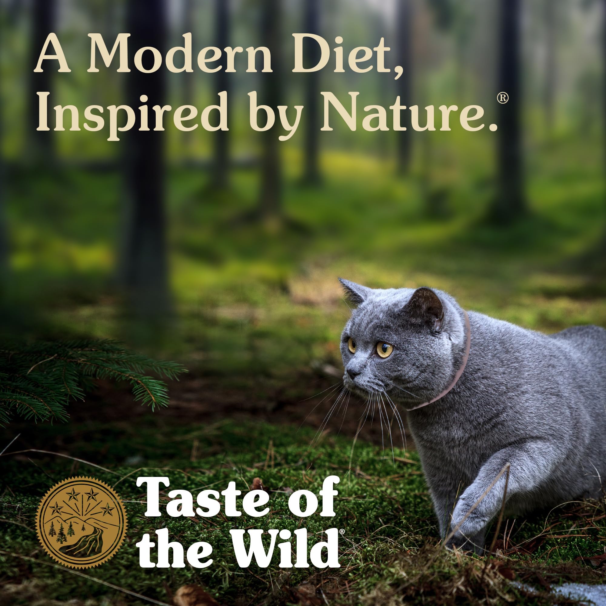 Taste of the Wild Canyon River tazón de gato con croquetas listo para servir