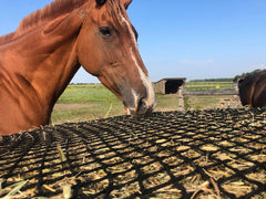 Tech Equestrian red de heno con agujero de 2,5 pulgadas para ración controlada