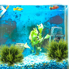 Verde natural de estas plantas Telooco aporta un acuario más sereno.
