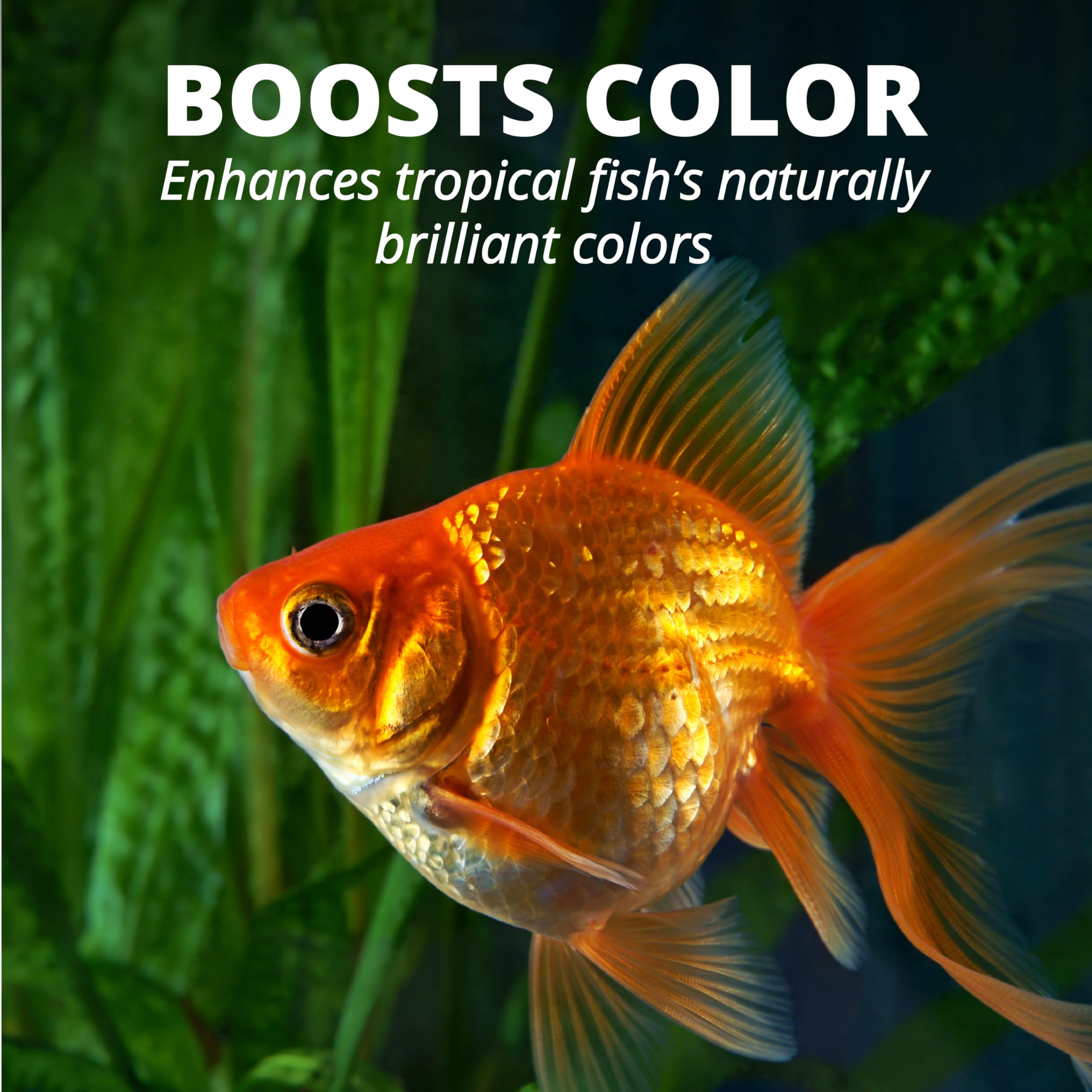 Tetra Goldfish Silhouette poisson, démonstration d'une alimentation douce et efficace.