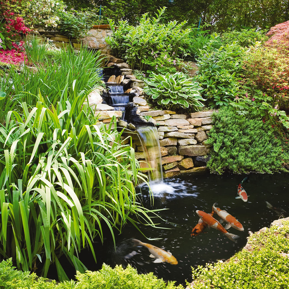 Tetra Pond AlgaeControl, agua clara alrededor de plantas y peces ornamentales.