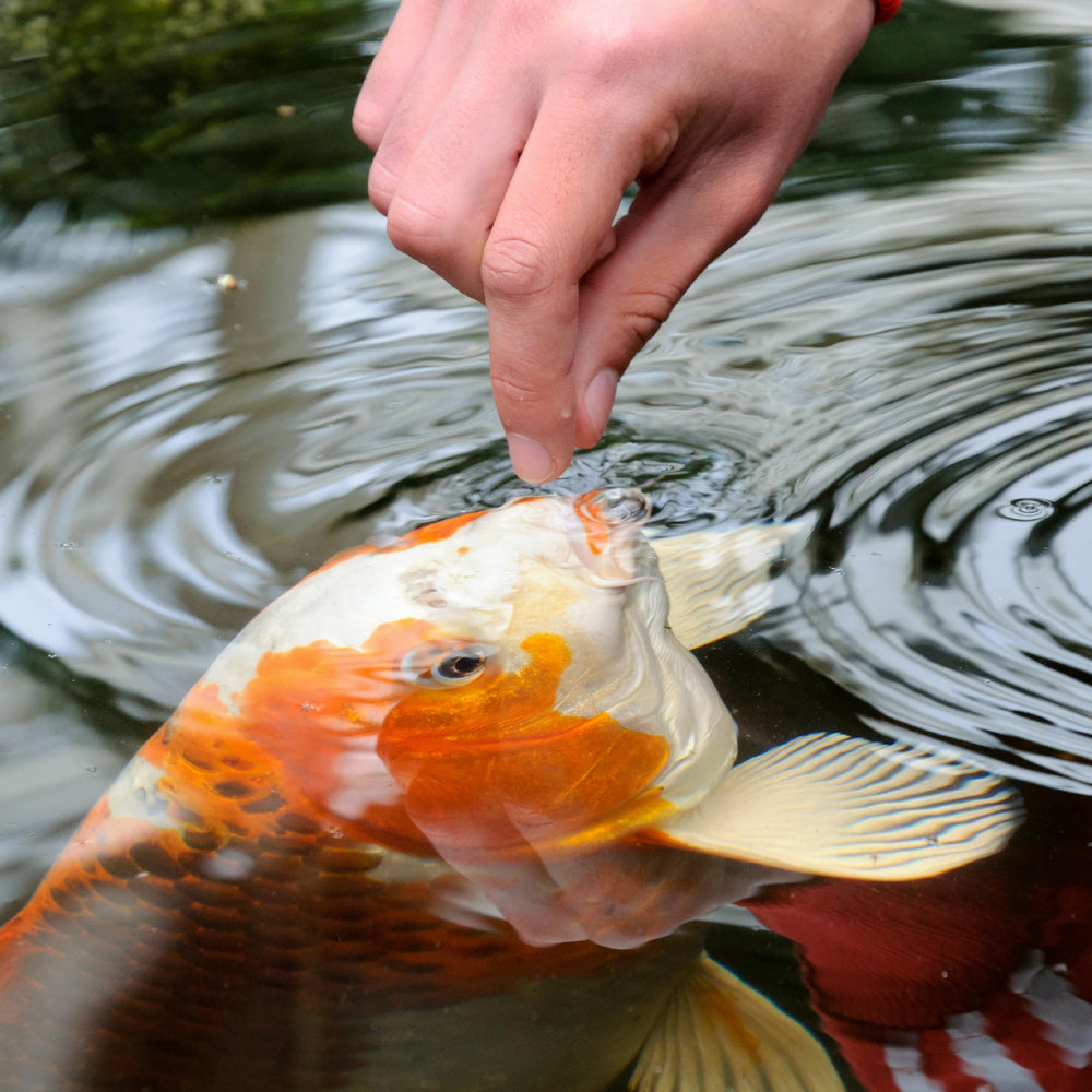 TetraPond Koi Vibrance: ayuda a mantener agua clara por digestibilidad