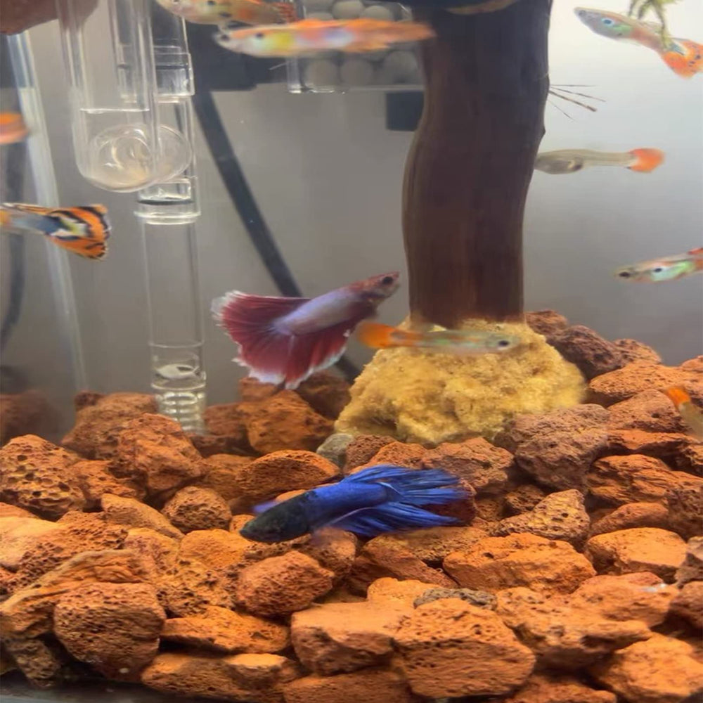 Piedras volcánicas de Tfwadmx con porosidad para filtración biológica.