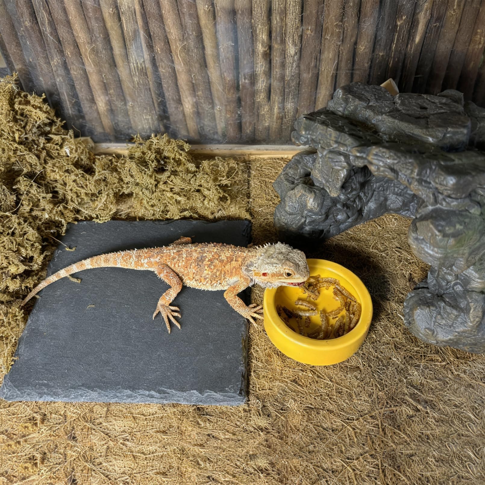 Uso multi especie de Tfwadmx para reptiles, zona de alimentación y descanso