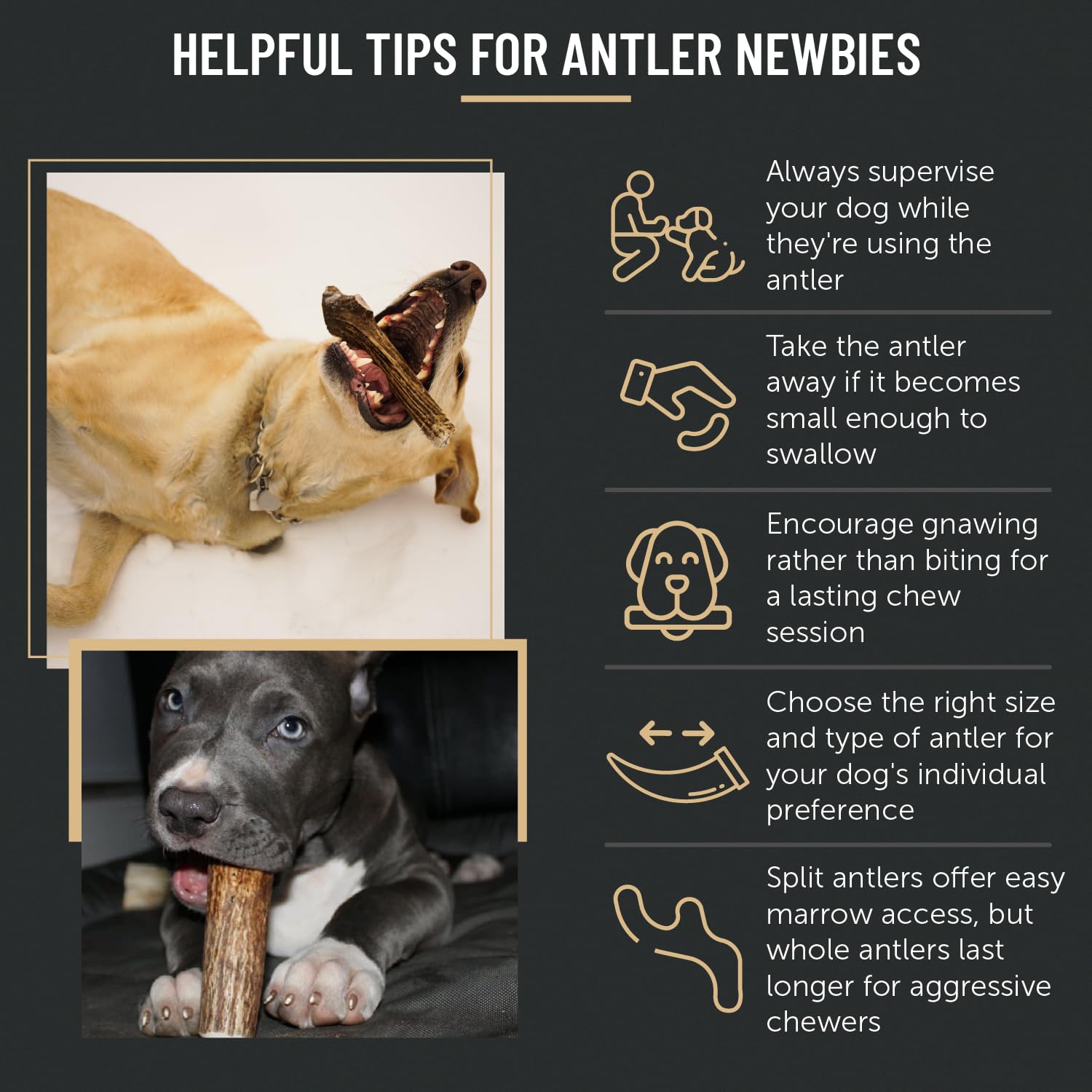 THE ANTLER BOX ideal para entrenamiento y refuerzo de conductas positivas