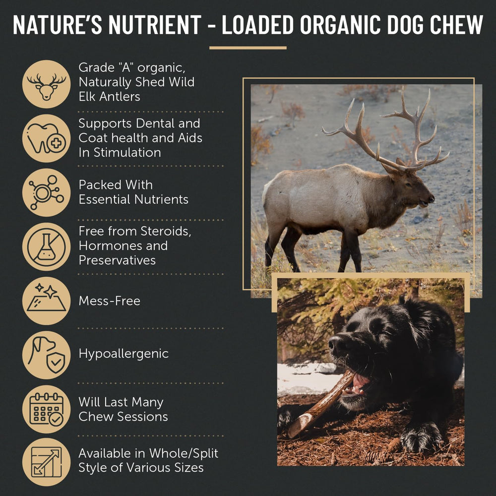 THE ANTLER BOX masticables sin esteroides ni conservantes, opción natural para perros