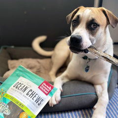 The Honest Kitchen Ocean Chews: piel de wolffish 8.5 pulgadas, ideal para perros grandes