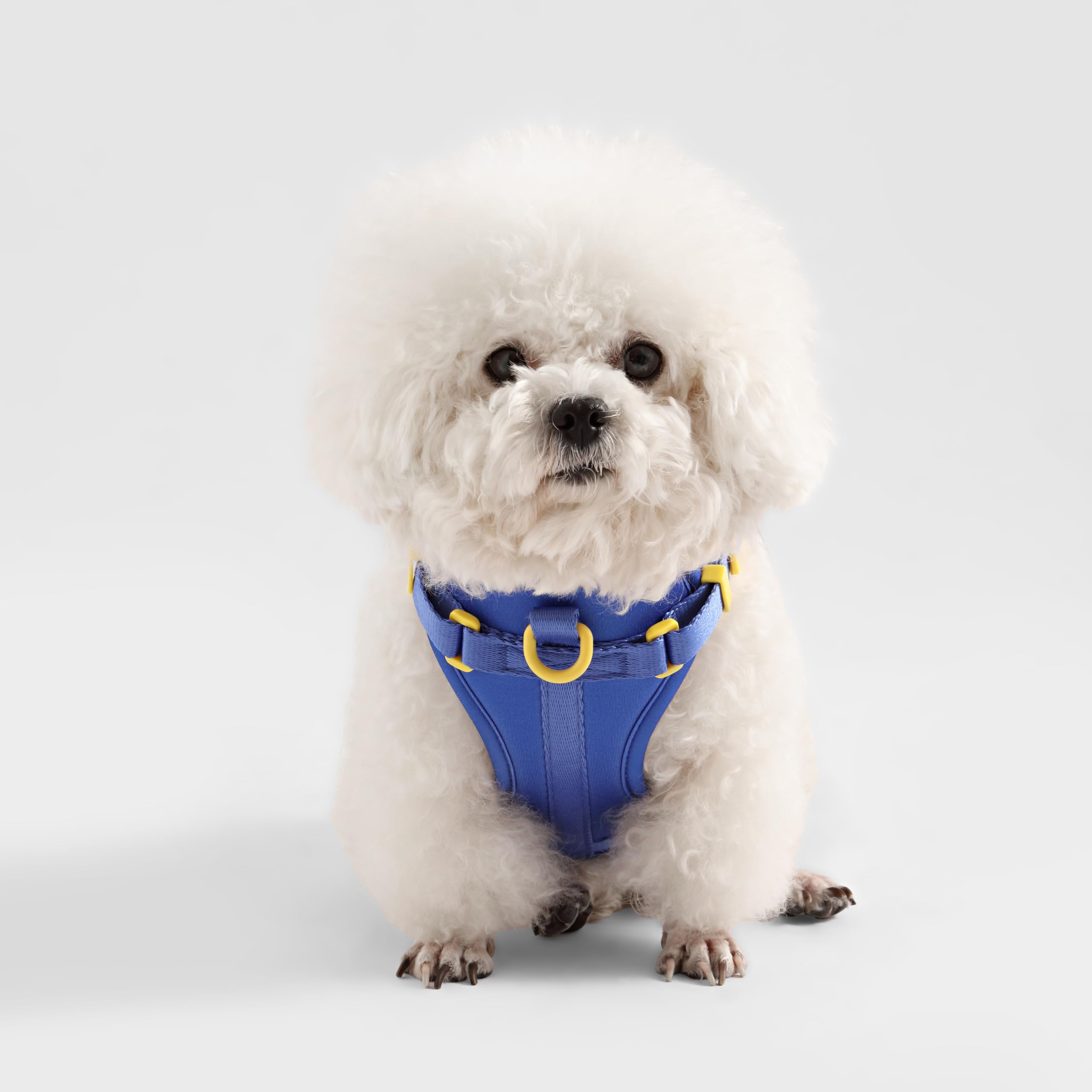 Arlo THE LICKER STORE: diseño de tres hebillas para ponérselo fácilmente
