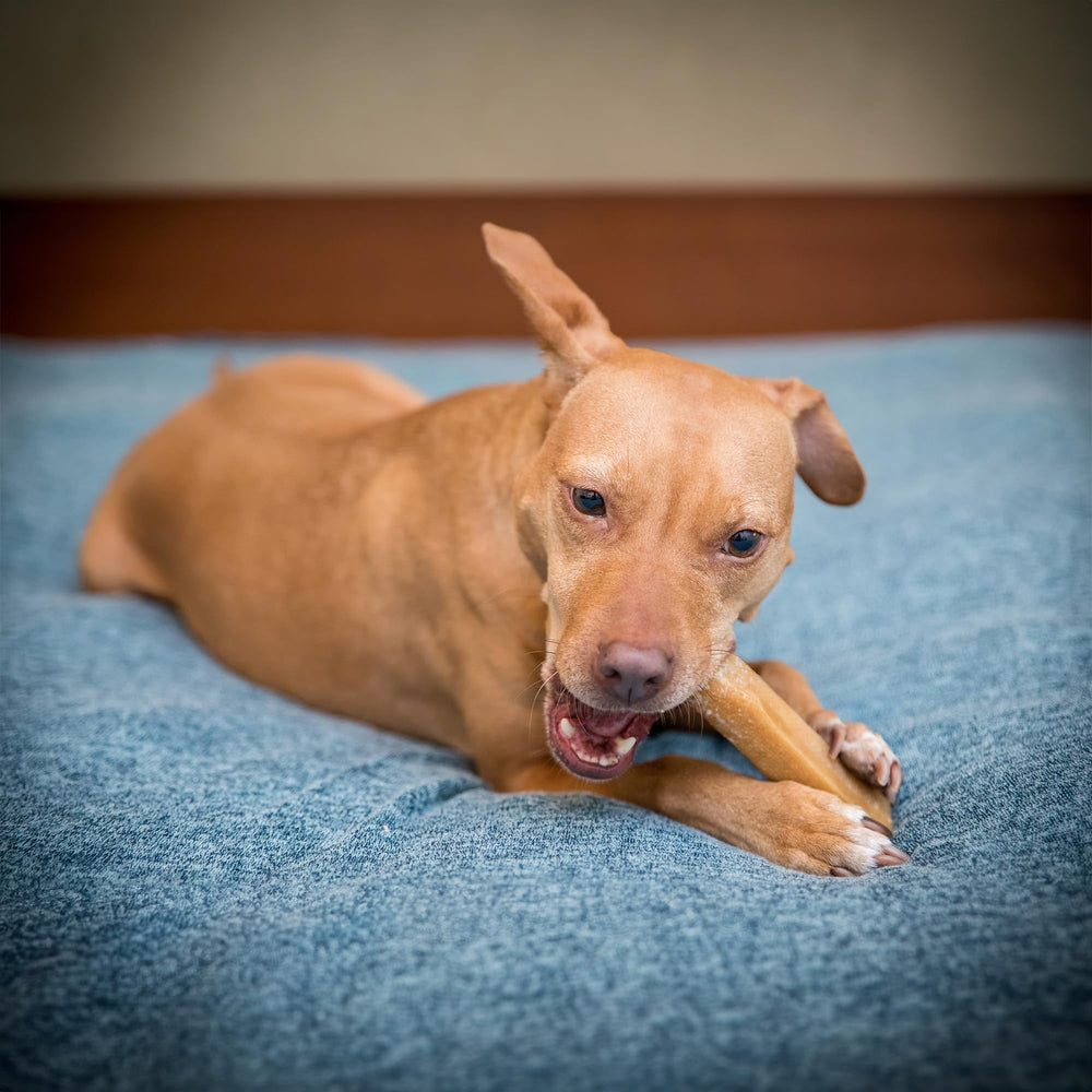 The Safe Dog Chew Company: satisfacción de clientes que buscan opciones seguras y naturales.