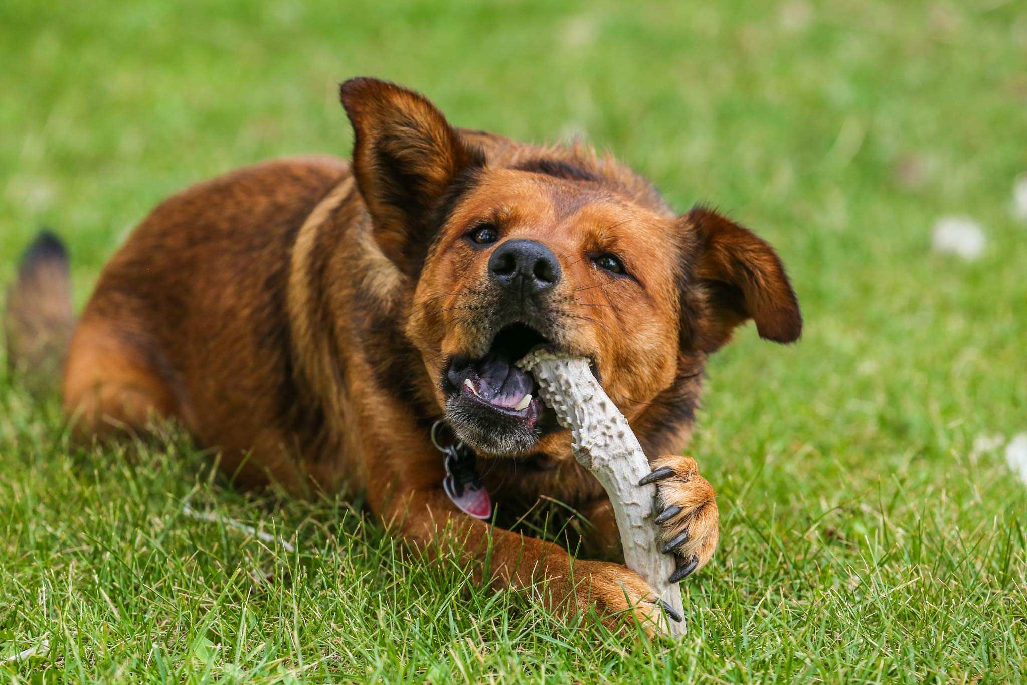 Top Dog Chews estimula la masticación y mantiene ocupado al perro.