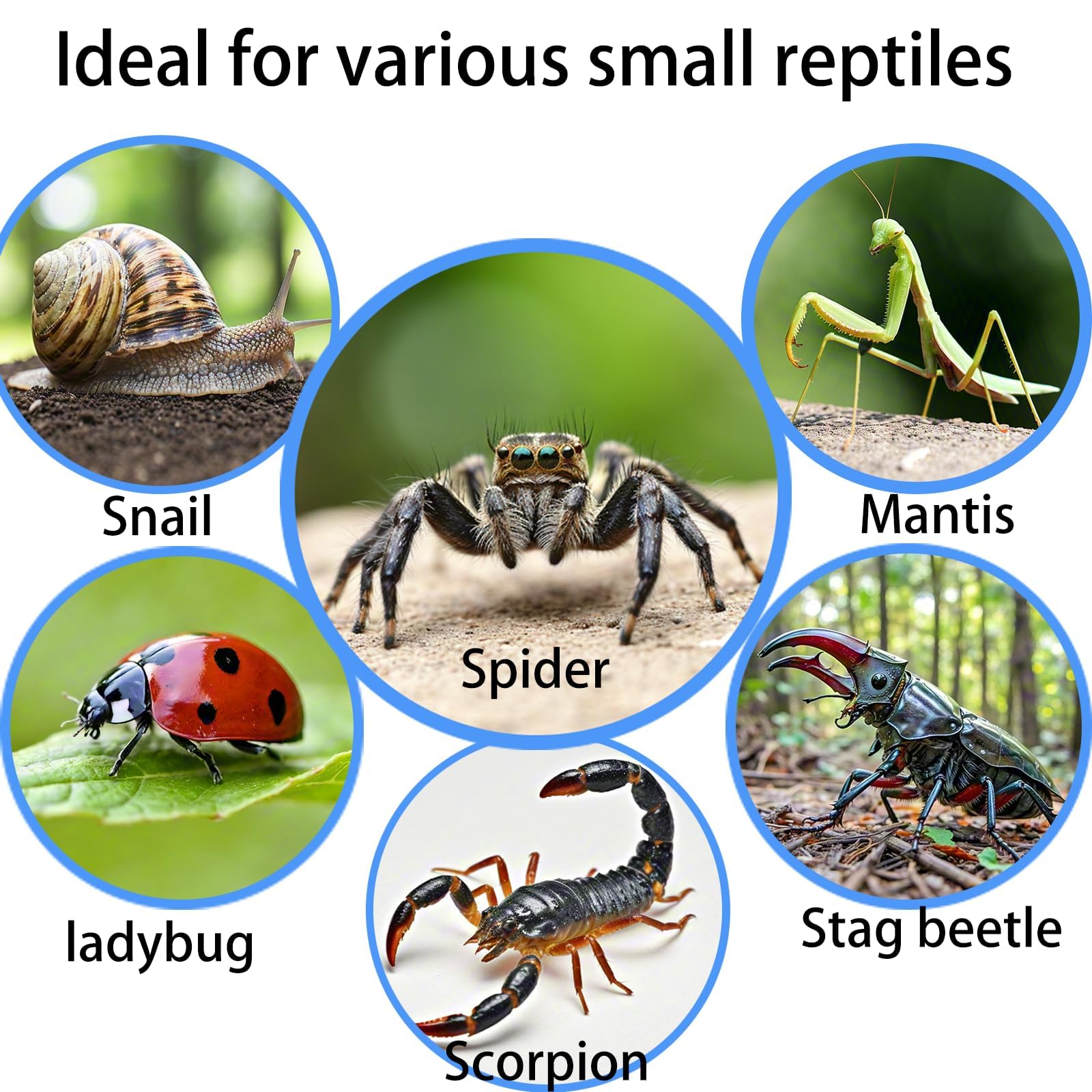 Totzlian jaula para insectos y aracnidos, portátil y fácil de limpiar.